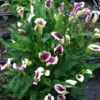 Picasso Calla Lily Bulbs - Bi-Color Cream & Purple Flower - Garden Ready