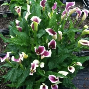 Picasso Calla Lily Bulbs - Bi-Color Cream & Purple Flower - Garden Ready
