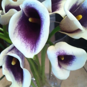 Picasso Calla Lily Bulbs - Bi-Color Cream & Purple Flower - Garden Ready