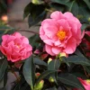 Pink Camellia Plant in 4 Inch Pot - Evergreen Flowering Shrub