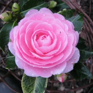 Pink Camellia Plant in 4 Inch Pot - Evergreen Flowering Shrub