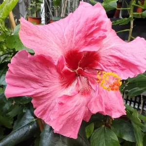Pink Pop Star Hibiscus Plant Grape Jelly From Seed - Unique Flower