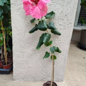 Pink Pop Star Hibiscus Plant Grape Jelly From Seed - Unique Flower