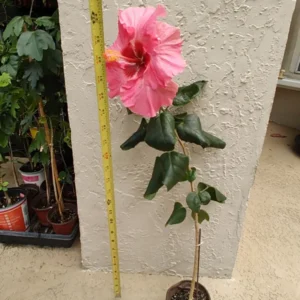 Pink Pop Star Hibiscus Plant Grape Jelly From Seed - Unique Flower
