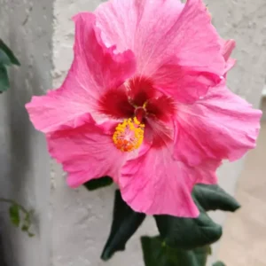 Pink Pop Star Hibiscus Plant Grape Jelly From Seed - Unique Flower