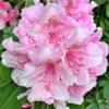 Pink Rhododendron Plant - 1-3 Year Old Gallon Pot Rhododendrons Azaleas Plant