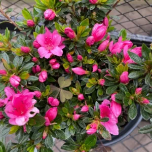 Pink Rhododendron Plant - Dwarf Azalea Flower Plant - 1 Gallon Pot - Pink Blooms