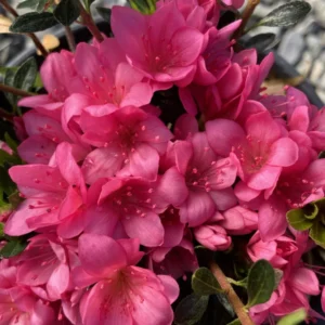 Pink Rhododendron Plant - Dwarf Azalea Flower Plant - 1 Gallon Pot - Pink Blooms