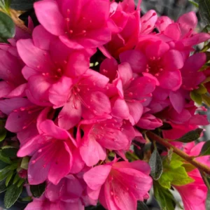 Pink Rhododendron Plant - Dwarf Azalea Flower Plant - 1 Gallon Pot - Pink Blooms