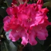 Pink Rhododendron Plant Gallon Pot - Rhododendron Flowers Azalea Plant