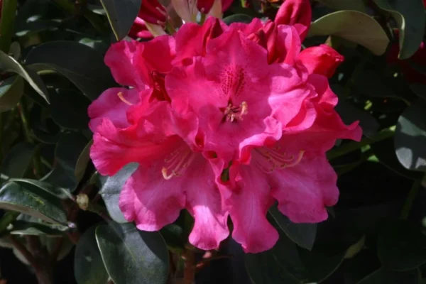 Pink Rhododendron Plant Gallon Pot - Rhododendron Flowers Azalea Plant