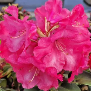 Pink Rhododendron Plant Gallon Pot - Rhododendron Flowers Azalea Plant
