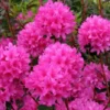Pink Rhododendron Plant - Gallon Pot, Vibrant Blooms, Dwarf Size