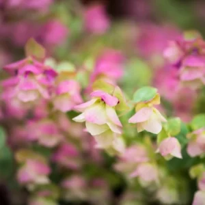 Pink Rhododendron Plant - Kent Beauty Oregano - 1 Gallon Pot - Flowering Shrub