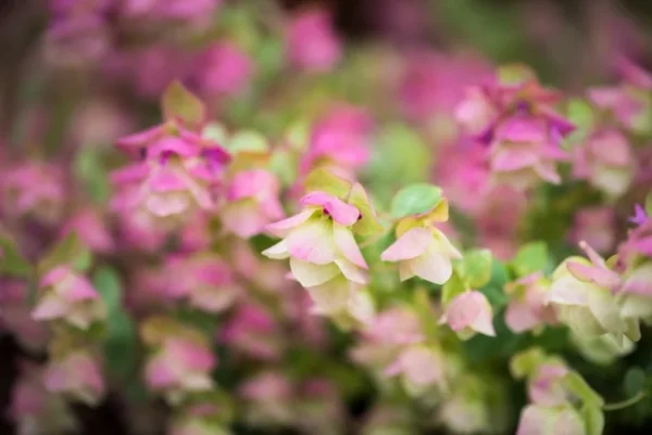 Pink Rhododendron Plant - Kent Beauty Oregano - 1 Gallon Pot - Flowering Shrub