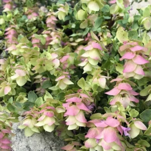 Pink Rhododendron Plant - Kent Beauty Oregano - 1 Gallon Pot - Flowering Shrub