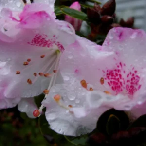 Pink Rhododendron Plant - Light Pink Flowers - 1-3 Year Old - Gallon Pot
