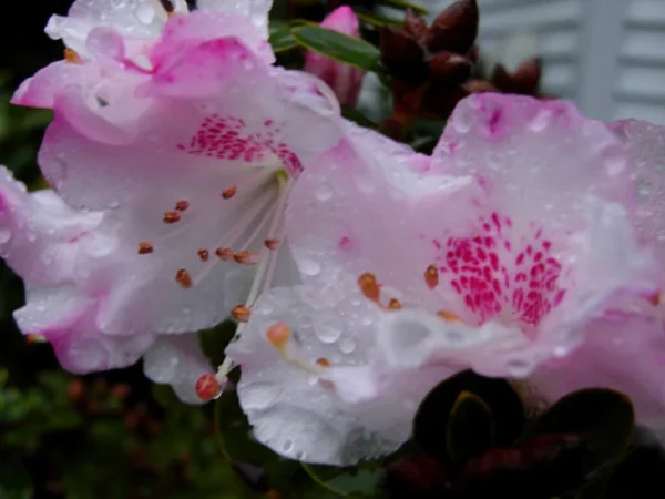 Pink Rhododendron Plant - Light Pink Flowers - 1-3 Year Old - Gallon Pot