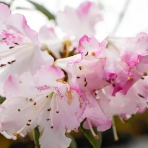 Pink Rhododendron Plant - Light Pink Flowers - 1-3 Year Old - Gallon Pot