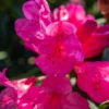 Pink Rhododendron Plant - Martin 225 Cultivar - 1 Gallon Pot, Rare Bloom
