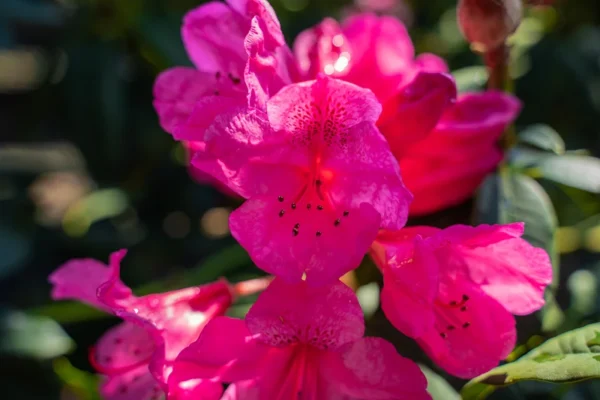 Pink Rhododendron Plant - Martin 225 Cultivar - 1 Gallon Pot, Rare Bloom