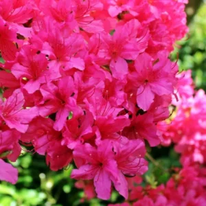 Pink Rhododendron Plant - Martin 225 Cultivar - 1 Gallon Pot, Rare Bloom