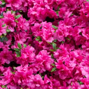 Pink Rhododendron Plant - Martin 225 Cultivar - 1 Gallon Pot, Rare Bloom