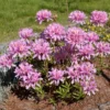 Pink Rhododendron Plant - Orchid Lights Azalea Gallon Pot - Hardy Flowers