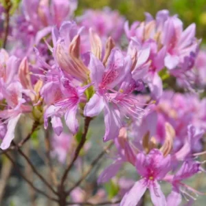 Pink Rhododendron Plant - Orchid Lights Azalea Gallon Pot - Hardy Flowers