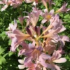 Pink Spider Lily Bareroot Bulbs - 2 Pack Surprise Lily, Resurrection Lily, Naked Lady Lily