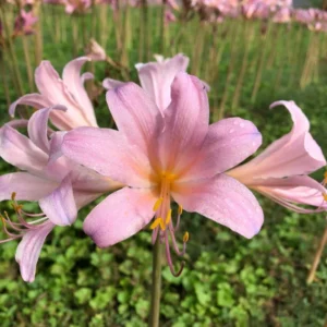 Pink Spider Lily Bareroot Bulbs - 2 Pack Surprise Lily, Resurrection Lily, Naked Lady Lily