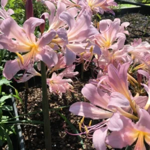 Pink Spider Lily Bareroot Bulbs - 2 Pack Surprise Lily, Resurrection Lily, Naked Lady Lily