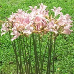 Pink Spider Lily Bareroot Bulbs - 2 Pack Surprise Lily, Resurrection Lily, Naked Lady Lily