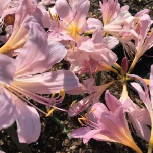 Pink Spider Lily Bareroot Bulbs - 2 Pack Surprise Lily, Resurrection Lily, Naked Lady Lily