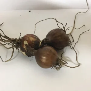 Pink Spider Lily Bareroot Bulbs - 2 Pack Surprise Lily, Resurrection Lily, Naked Lady Lily