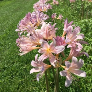 Pink Spider Lily Bareroot Bulbs - 2 Pack Surprise Lily, Resurrection Lily, Naked Lady Lily