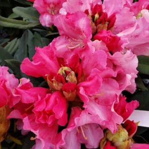 Pink and White Rhododendron Plant - Gallon Pot - Flowering Shrub