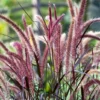 Purple Fountain Grass Plant Live, Dwarf Perennial, 4 to 6 Inch Outdoor Grass