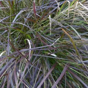 Purple Fountain Grass Plant Live, Dwarf Perennial, 4 to 6 Inch Outdoor Grass