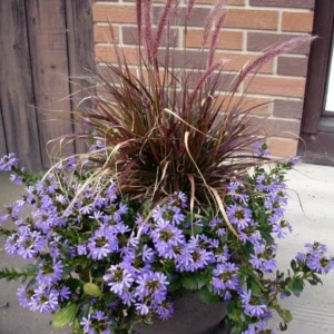 Purple Fountain Grass Plant Live, Dwarf Perennial, 4 to 6 Inch Outdoor Grass
