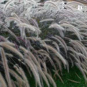 Purple Fountain Grass Plant Live, Dwarf Perennial, 4 to 6 Inch Outdoor Grass