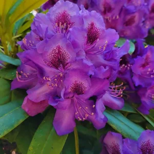 Purple Rhododendron Plant - 1-3 Year Old, Gallon Pot Size, Fragrant Flowers