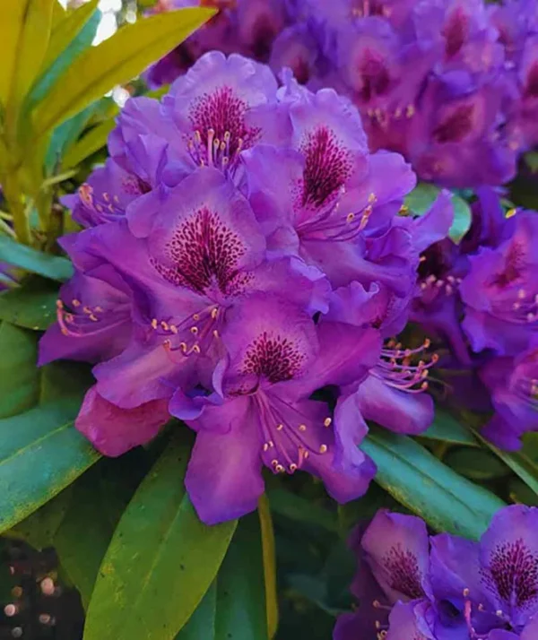 Purple Rhododendron Plant - 1-3 Year Old, Gallon Pot Size, Fragrant Flowers