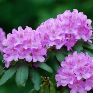 Purple Rhododendron Plant - 1-3 Year Old, Gallon Pot Size, Fragrant Flowers