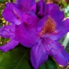 Purple Rhododendron Plant - 1-3 Year Old Rhododendrons Azaleas - Gallon Pot - Flowering Shrub