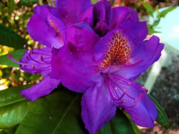 Purple Rhododendron Plant - 1-3 Year Old Rhododendrons Azaleas - Gallon Pot - Flowering Shrub