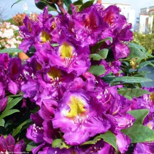 Purple Rhododendron Plant - 1-3 Year Old Rhododendrons Azaleas - Gallon Pot - Flowering Shrub