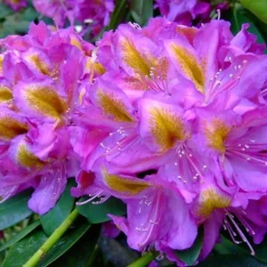 Purple Rhododendron Plant - 1-3 Year Old Rhododendrons Azaleas - Gallon Pot - Flowering Shrub