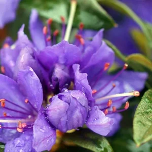 Purple Rhododendron Plant - 1 Gallon Pot - Flowering Shrub