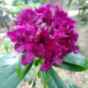 Purple Rhododendron Plant - Gallon Pot - Burgundy Blooms
